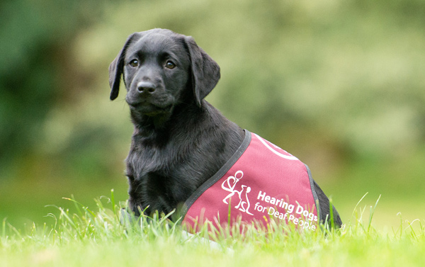 hearing dog puppy